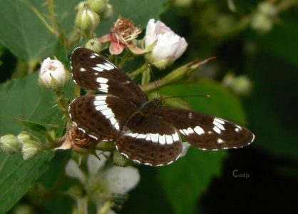 White Admiral (Liminitis camilla) Alan Prowse